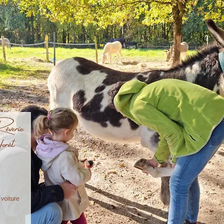 Le Des Pins Sur Les Vignes *