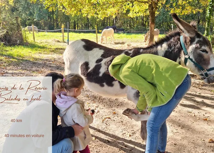 Le Des Pins Sur Les Vignes *