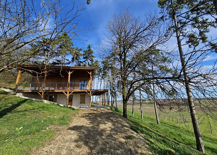 Le Des Pins Sur Les Vignes